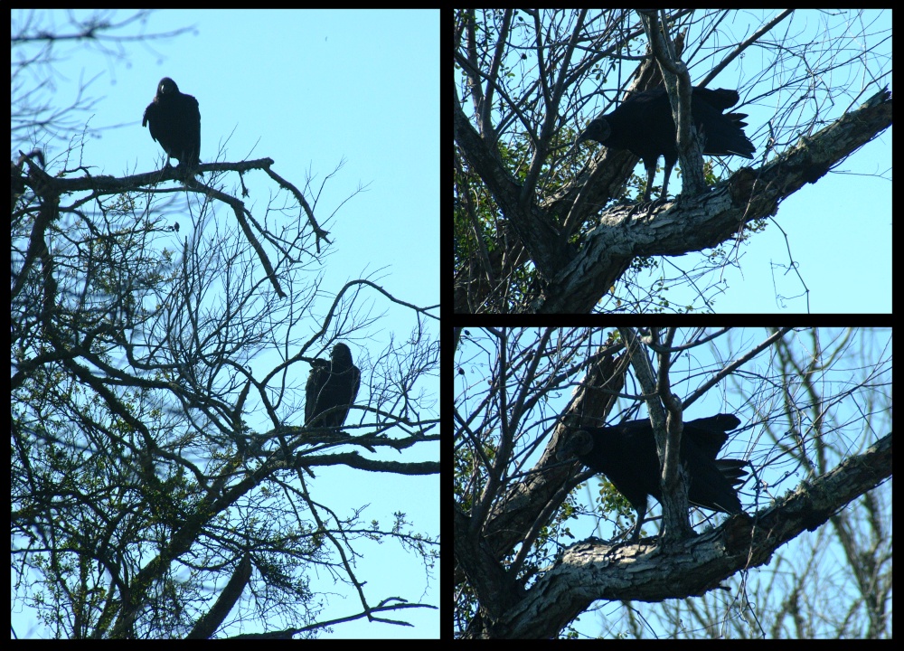 (02) turkey vulture montage.jpg   (1000x720)   435 Kb                                    Click to display next picture